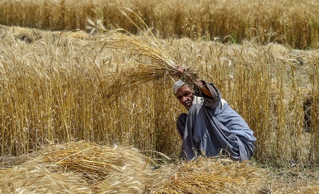 گندم کا بحران: دہقان کی روزی کون لے اڑا؟